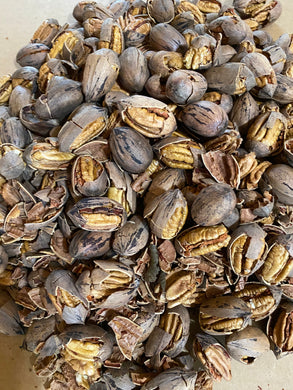 In Shell Whole Cracked Pecans